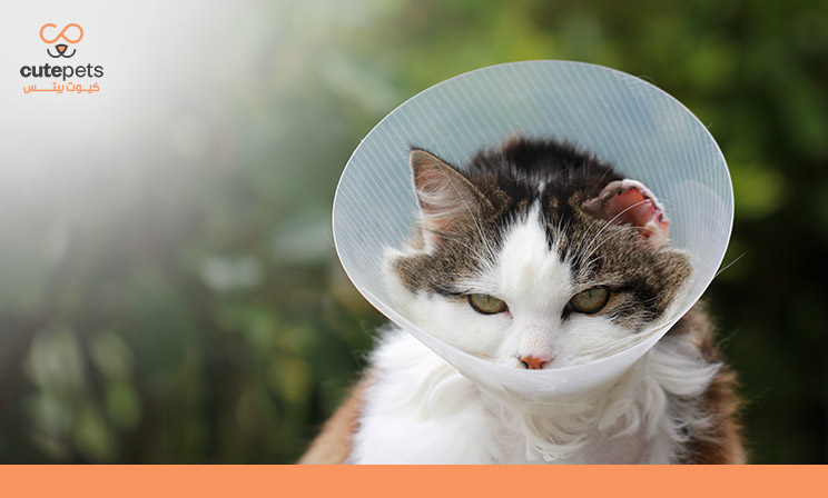 سبب عطس القطط وعلاجه