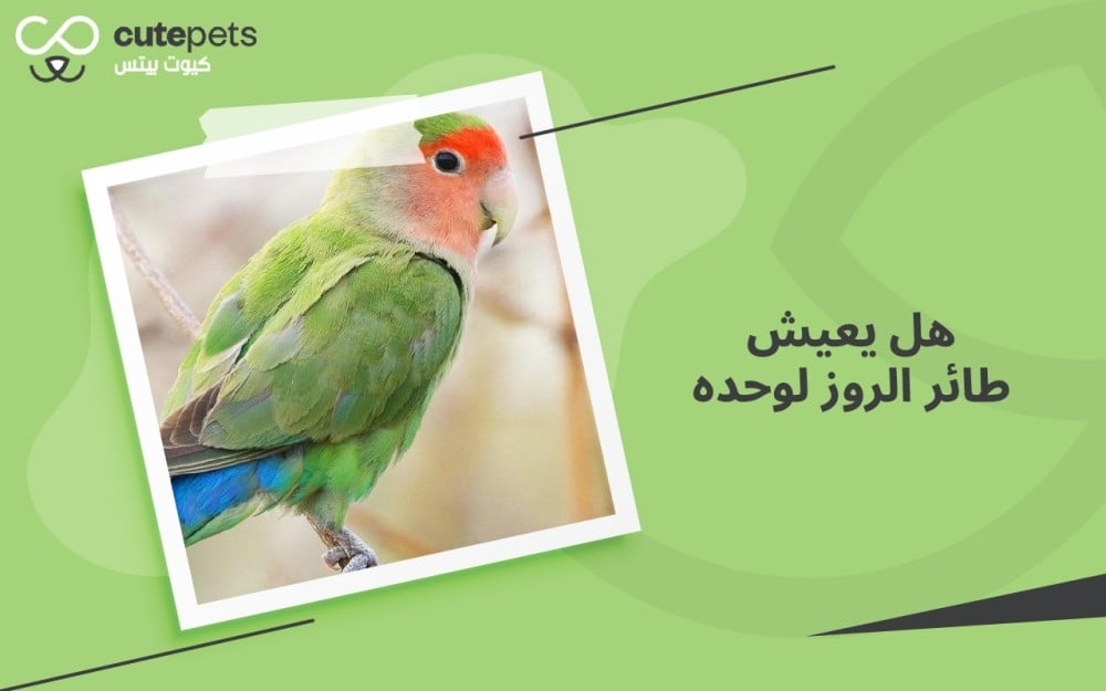 هل يعيش طائر الروز لوحده