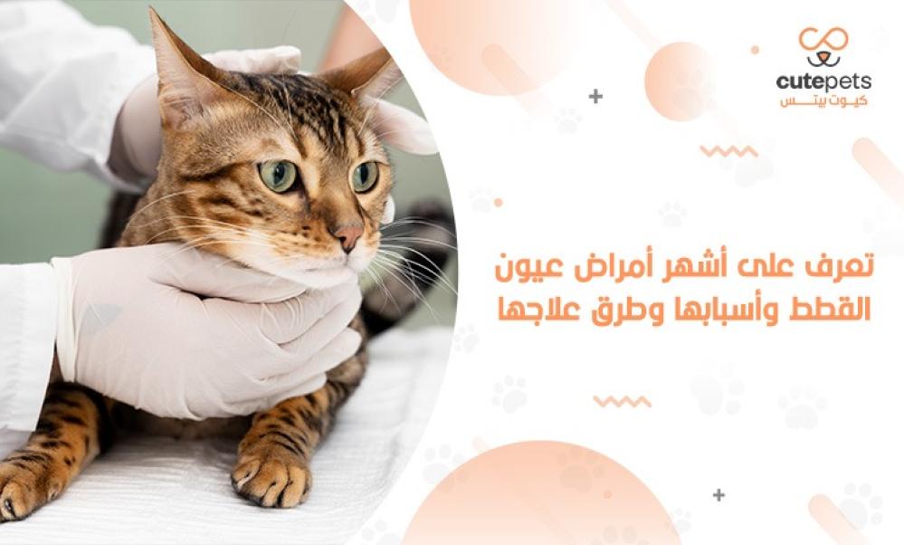 أمراض عيون القطط بالصور