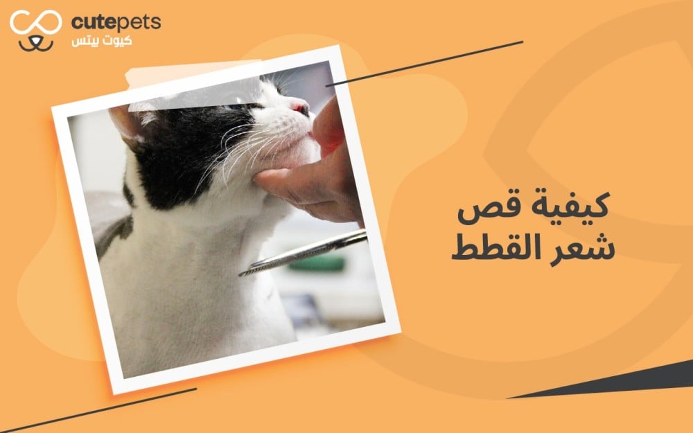كيفية قص شعر القطط