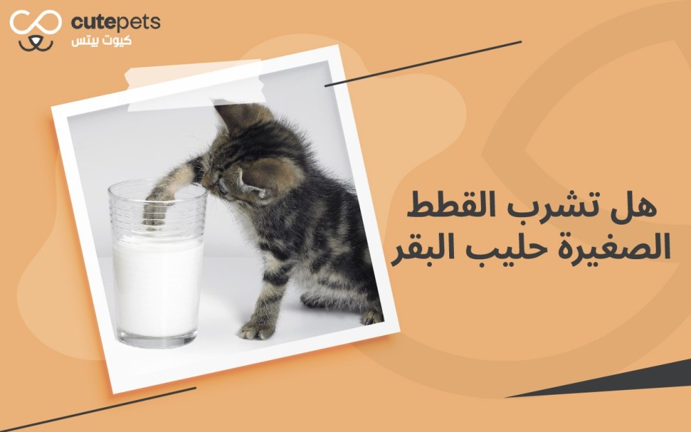 هل تشرب القطط الصغيرة حليب البقر