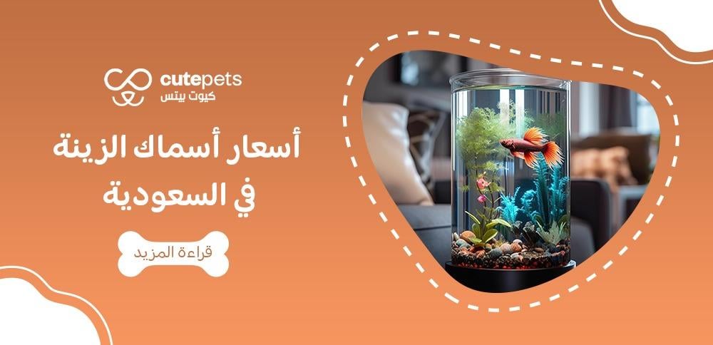 اسعار سمك الزينة