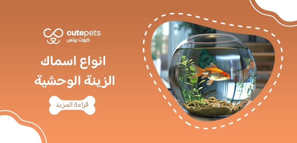 انواع اسماك الزينة الوحشية