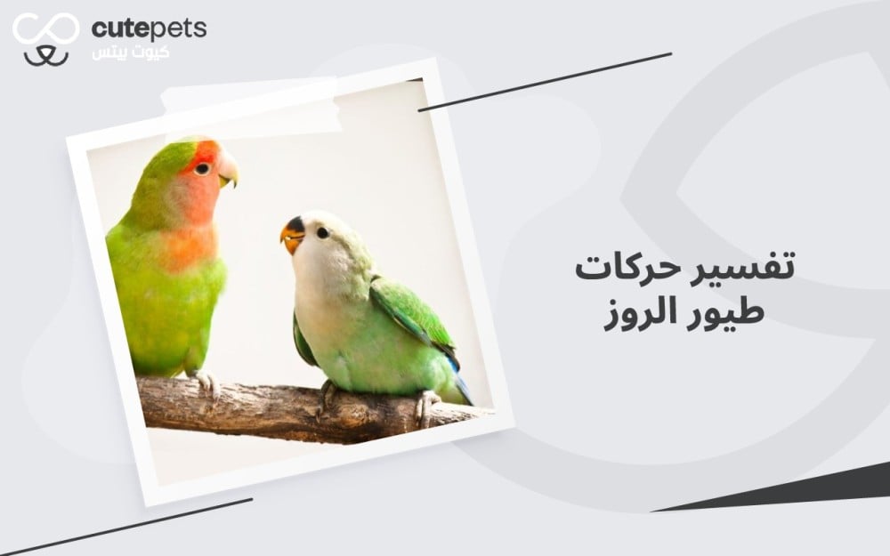 تفسير حركات طيور الروز