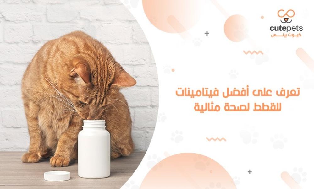أفضل فيتامينات للقطط