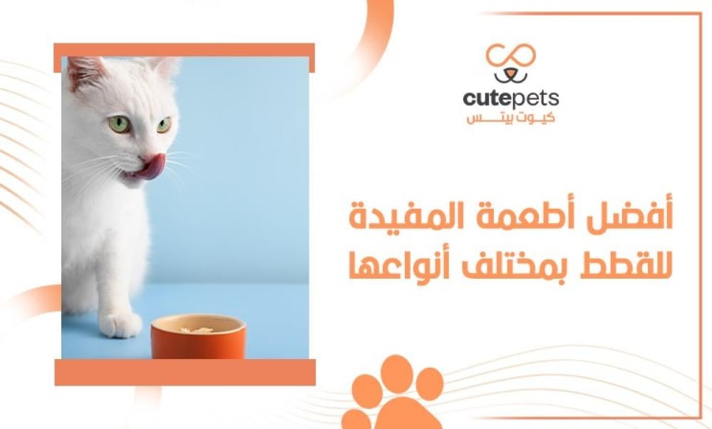 الأطعمة المفيدة للقطط