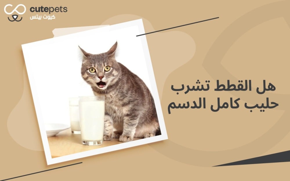 هل القطط تشرب حليب كامل الدسم