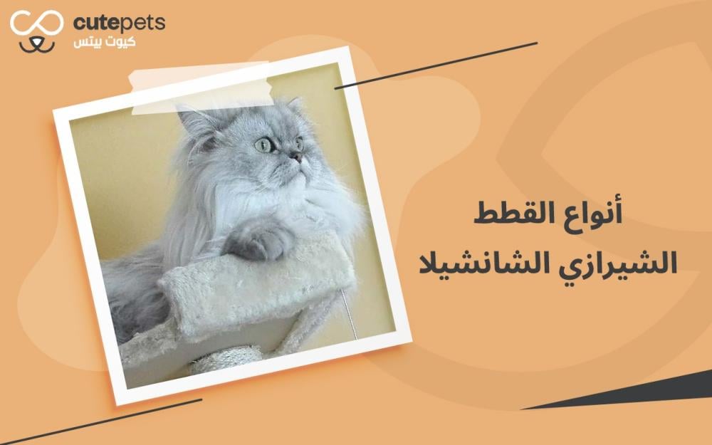 أنواع القطط الشيرازي الشانشيلا