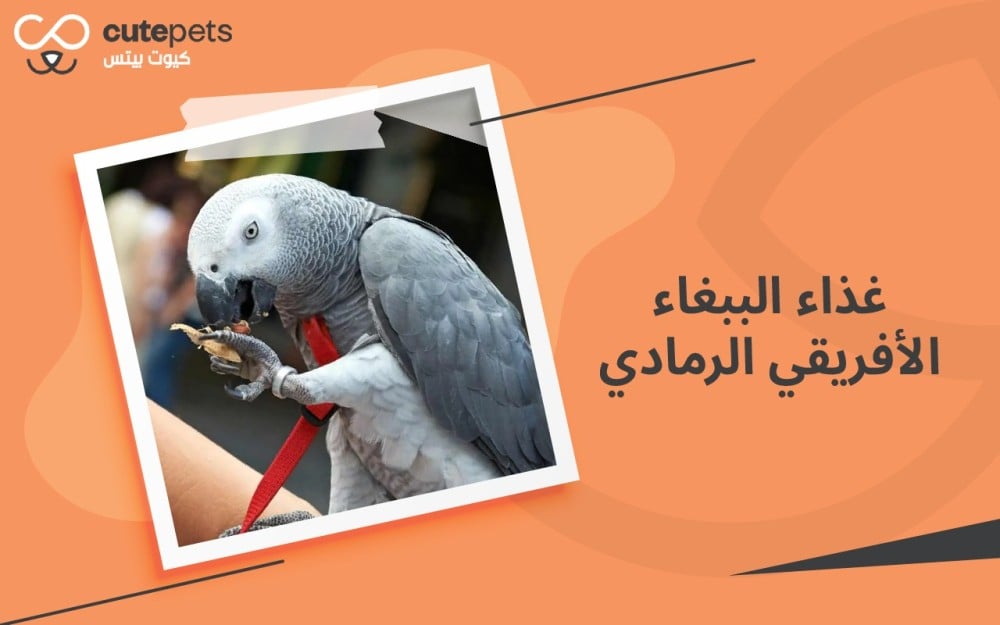 غذاء الببغاء الأفريقي الرمادي