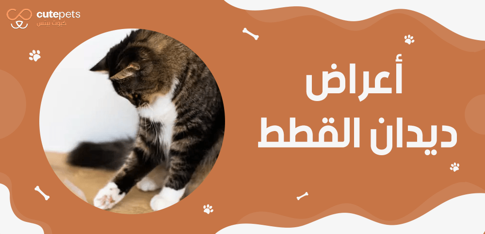 اعراض ديدان القطط