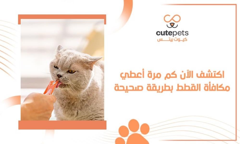 كم مره اعطي مكافأة القطط