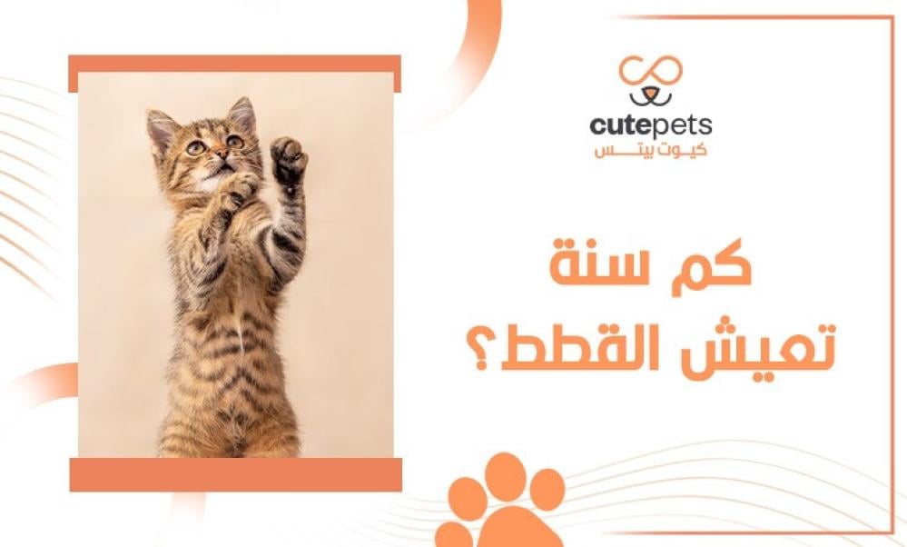 كم عمر القطط عند الموت