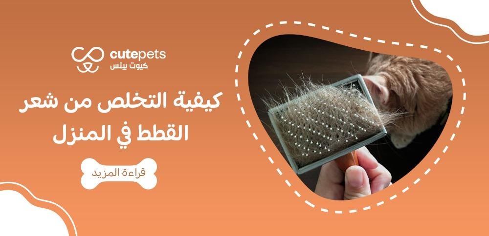 كيفية التخلص من شعر القطط في المنزل