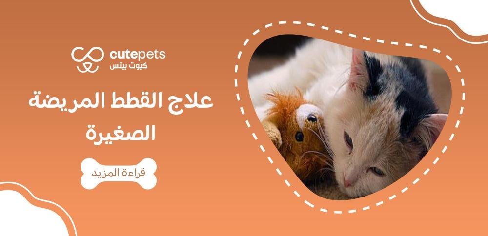 علاج القطط المريضة الصغيرة