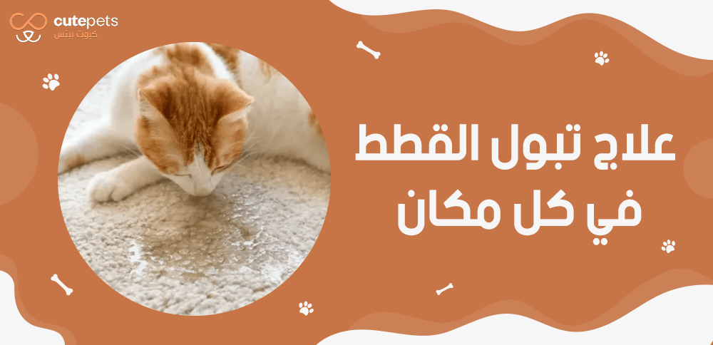 علاج تبول القطط في كل مكان