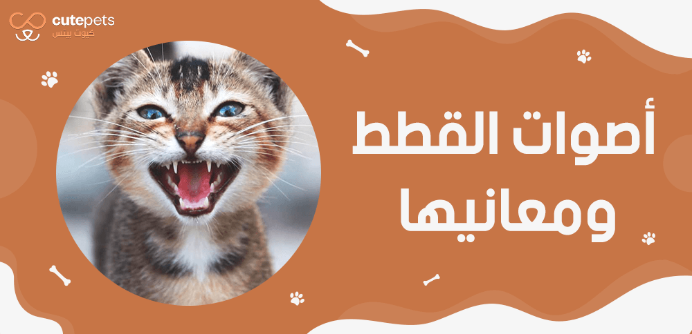 اصوات القطط ومعانيها