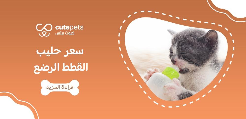 سعر حليب القطط الرضع