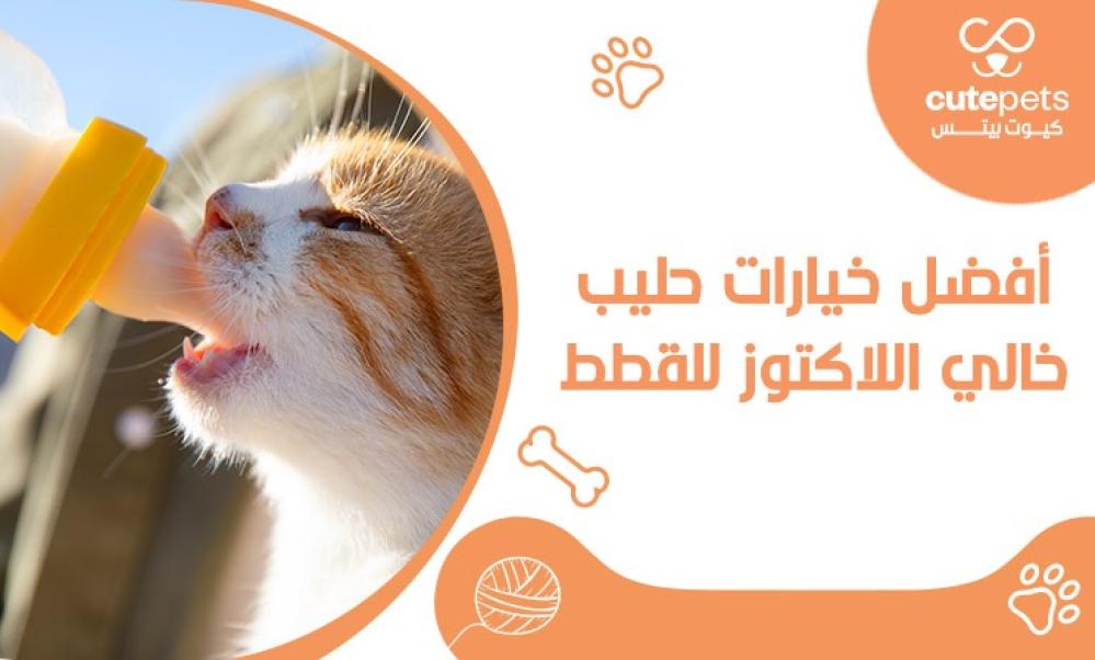 حليب خالي اللاكتوز للقطط