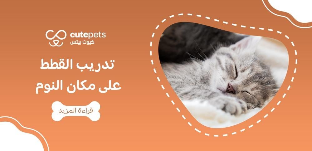 تدريب القطط على مكان النوم
