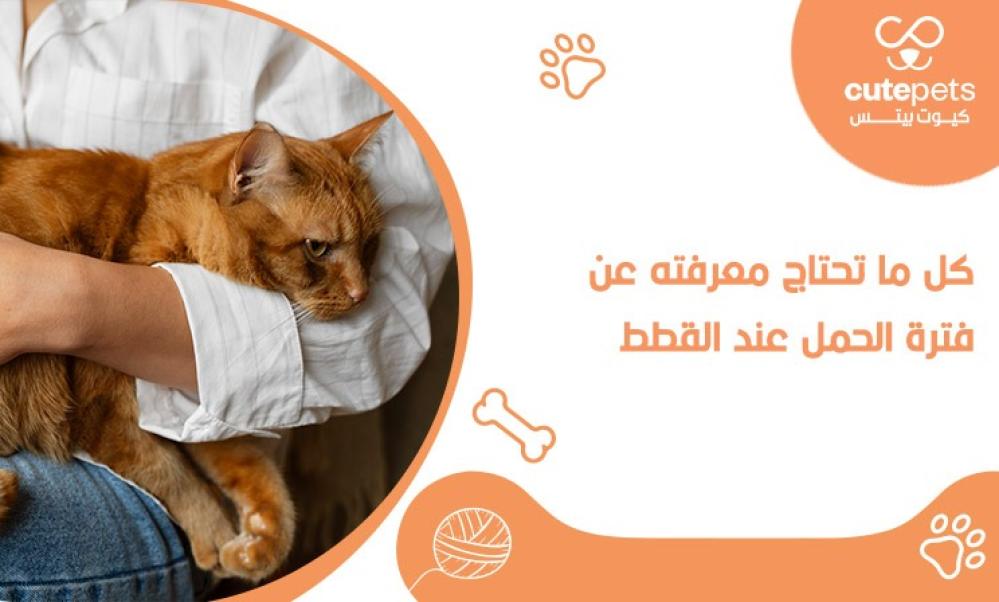 مدة حمل القطط