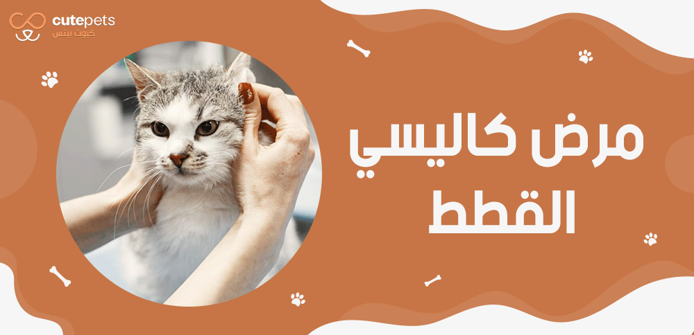 مرض كاليسي القطط