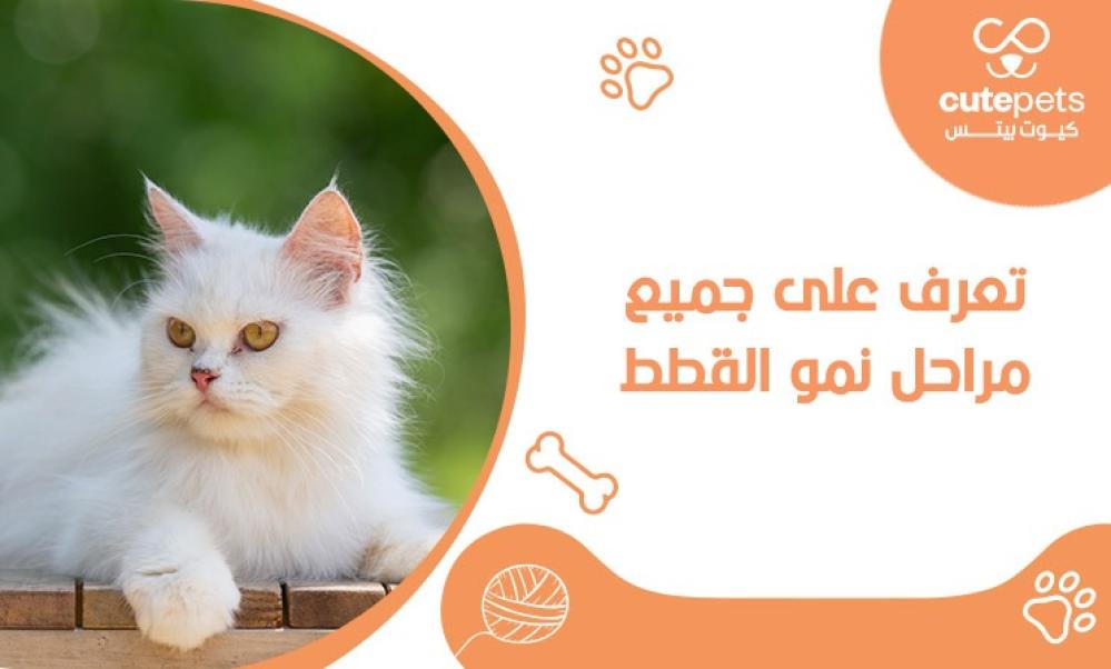 مراحل نمو القطط