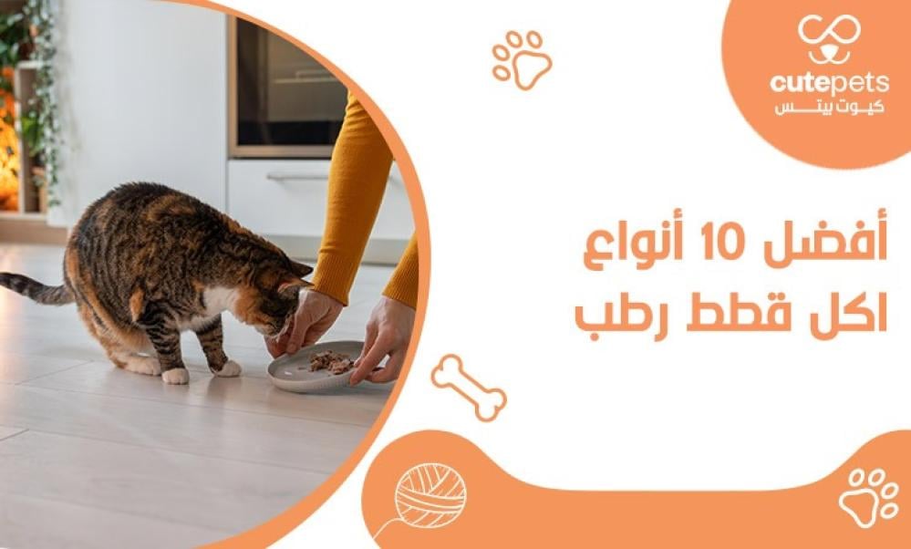 أفضل 10 أنواع اكل قطط رطب