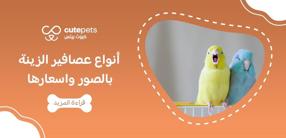 أنواع عصافير الزينة بالصور واسعارها