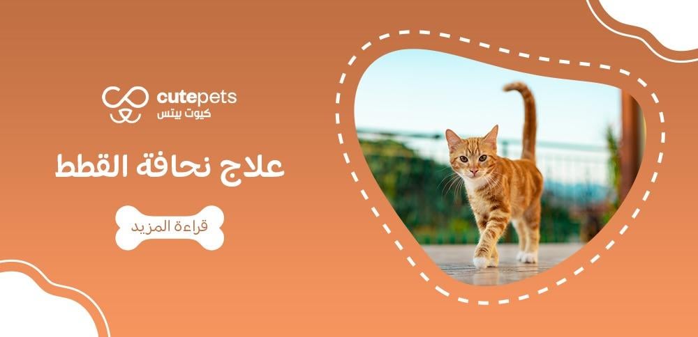علاج نحافة القطط