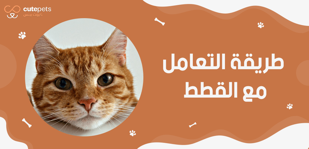 التعامل مع القطة بعد الولادة