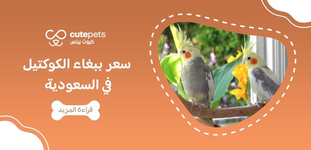 سعر ببغاء الكوكتيل في السعودية