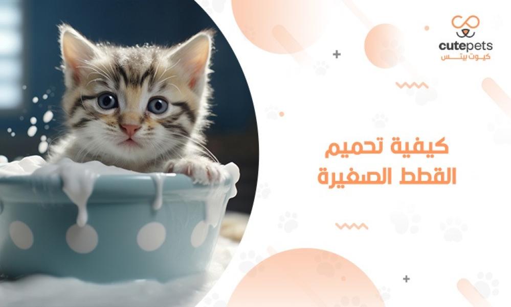 تنظيف القطط الصغيرة