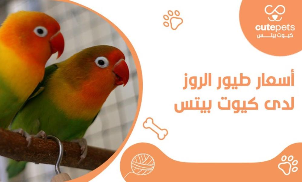 اسعار طيور الروز، ألوان زاهية وسحر لا يقاوم ونصائح للتربية