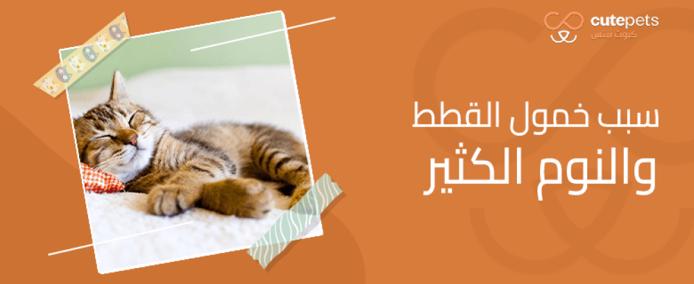 سبب خمول القطط والنوم الكثير