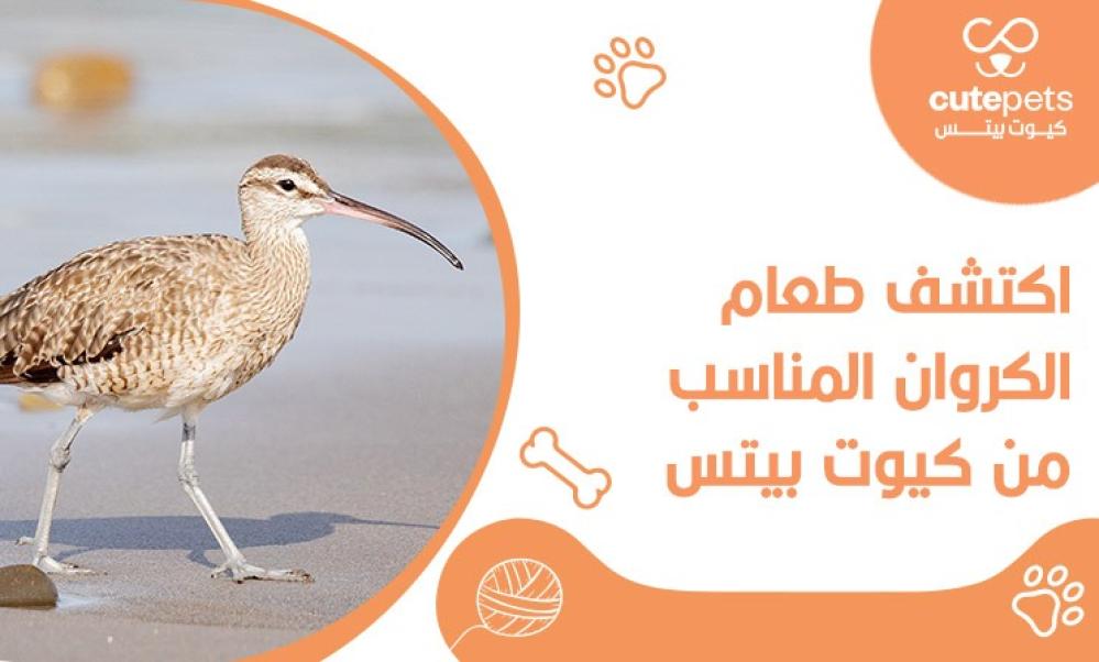 ما هو طعام الكروان
