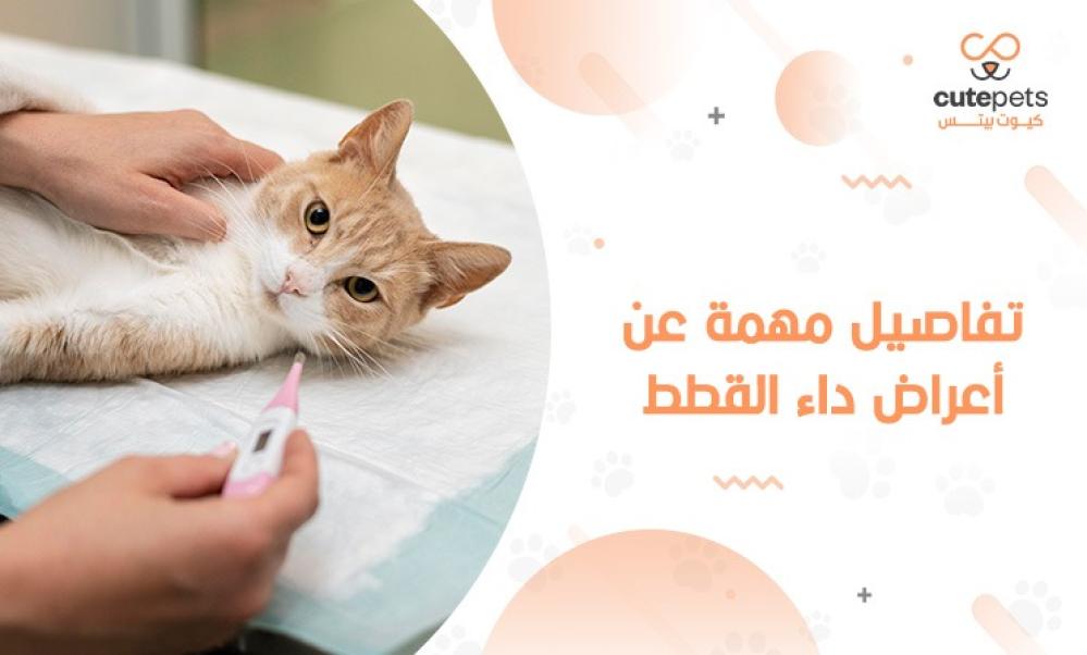 اعراض داء القطط