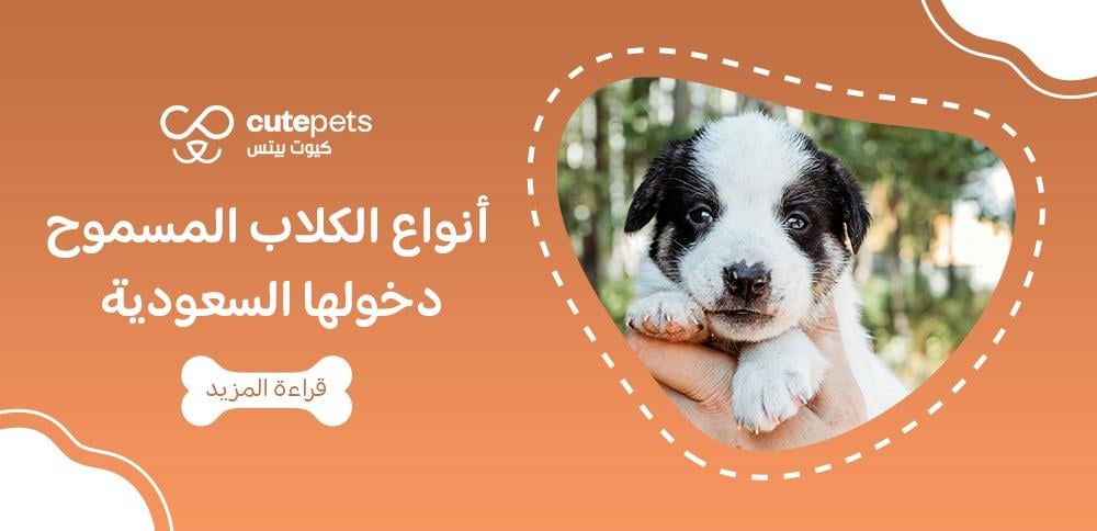 أنواع الكلاب المسموح دخولها السعودية