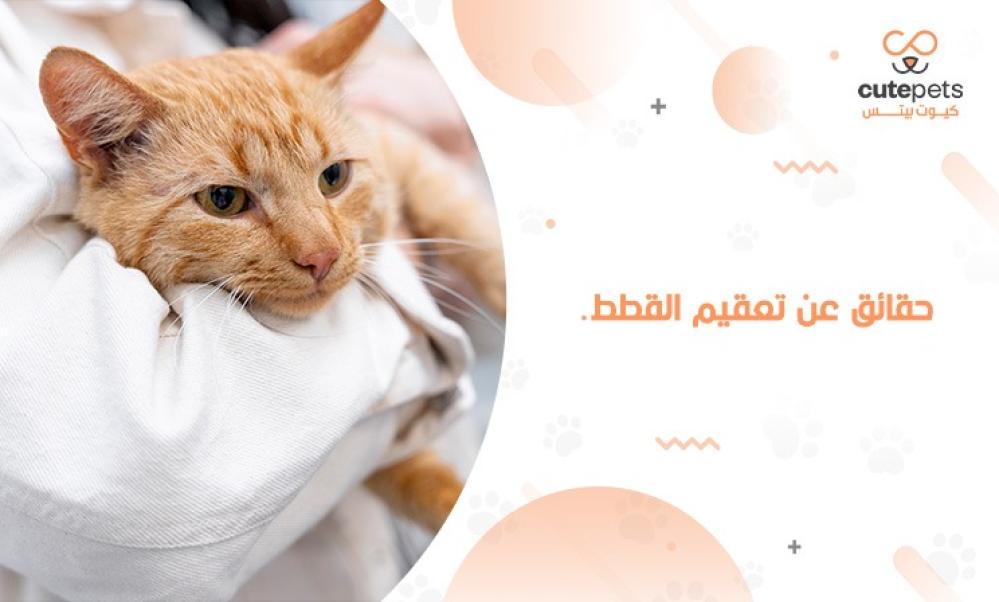 تعقيم القطط