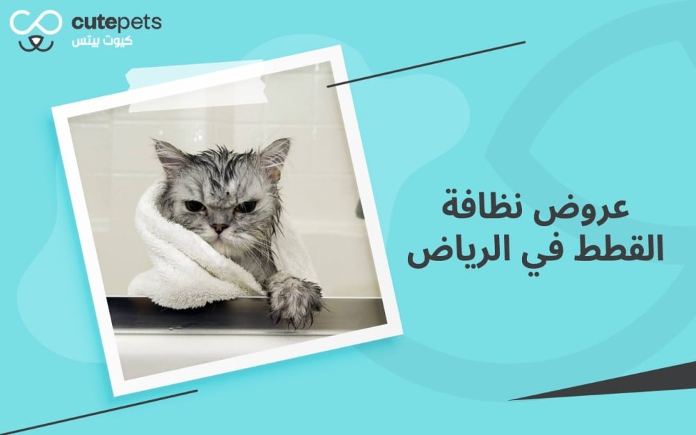 عروض نظافة القطط في الرياض