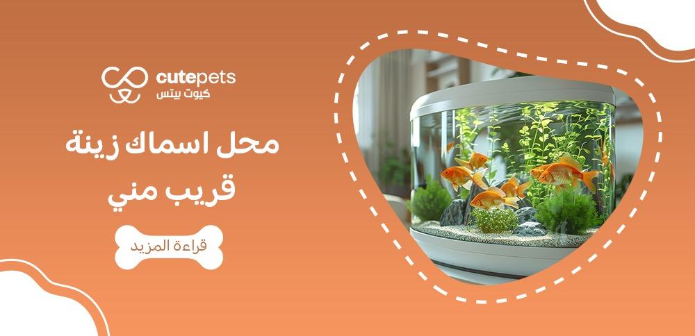 Ornamental fish store near me in Saudi Arabia cute pets