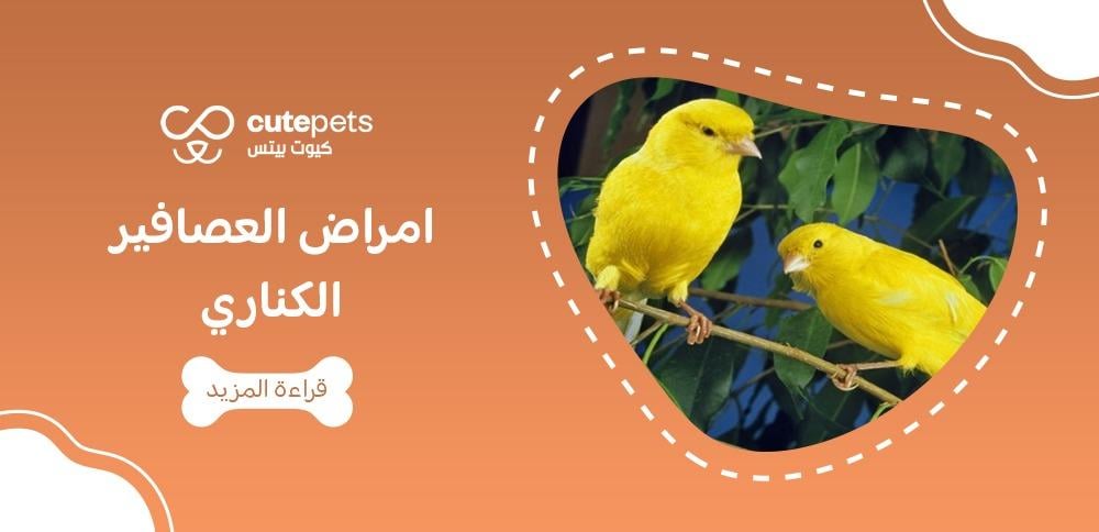 امراض العصافير الكناري