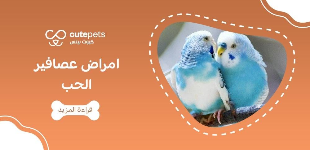 امراض عصافير الحب