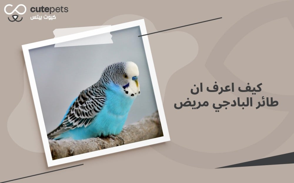 كيف اعرف ان طائر البادجي مريض