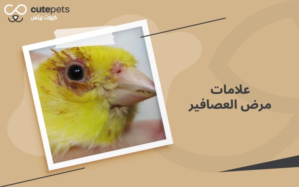 علامات مرض العصافير