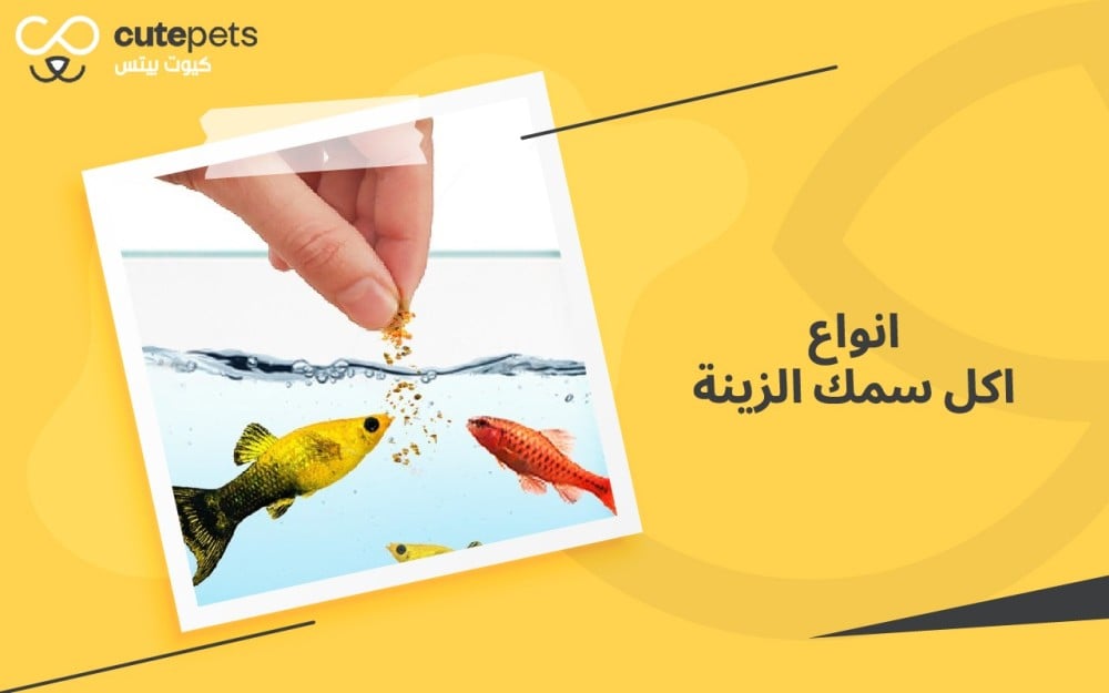 انواع اكل سمك الزينة