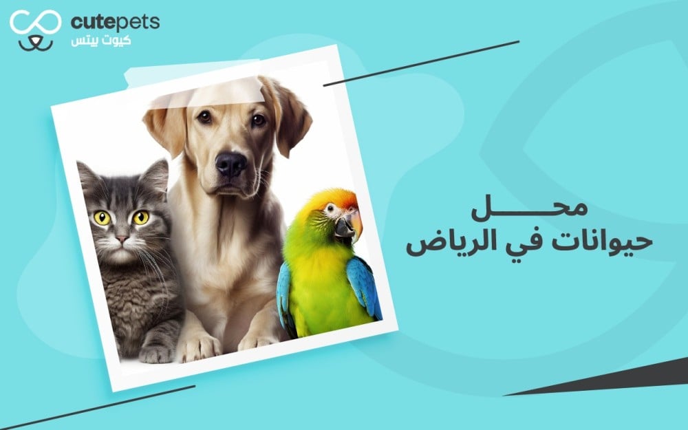محل حيوانات في الرياض