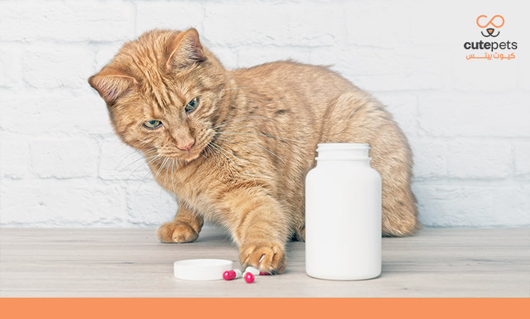 فيتامينات للقطط الصغيرة