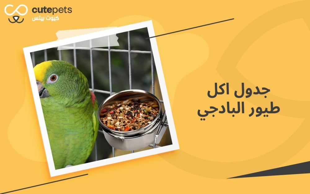 جدول اكل طيور البادجي