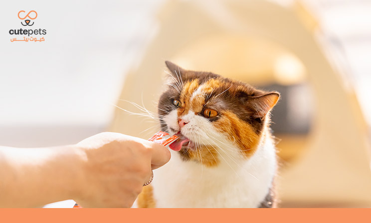 أفضل تريت للقطط