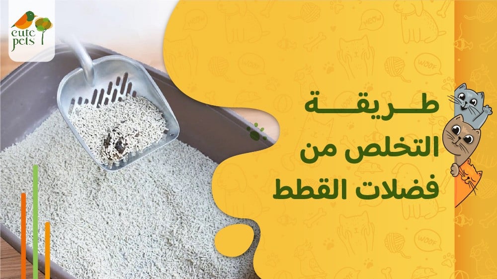 طريقة التخلص من فضلات القطط